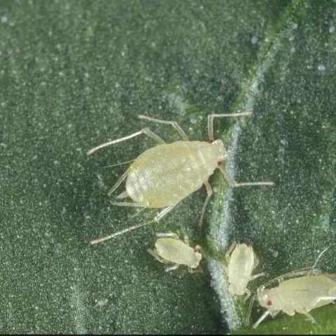 thumbnail for publication: Green Peach Aphid, Myzus persicae (Sulzer) (Insecta: Hemiptera: Aphididae)